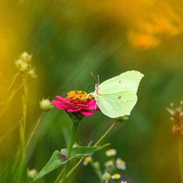 Ein Zitronenfalter setzt sich auf eine pink blühende Blume.