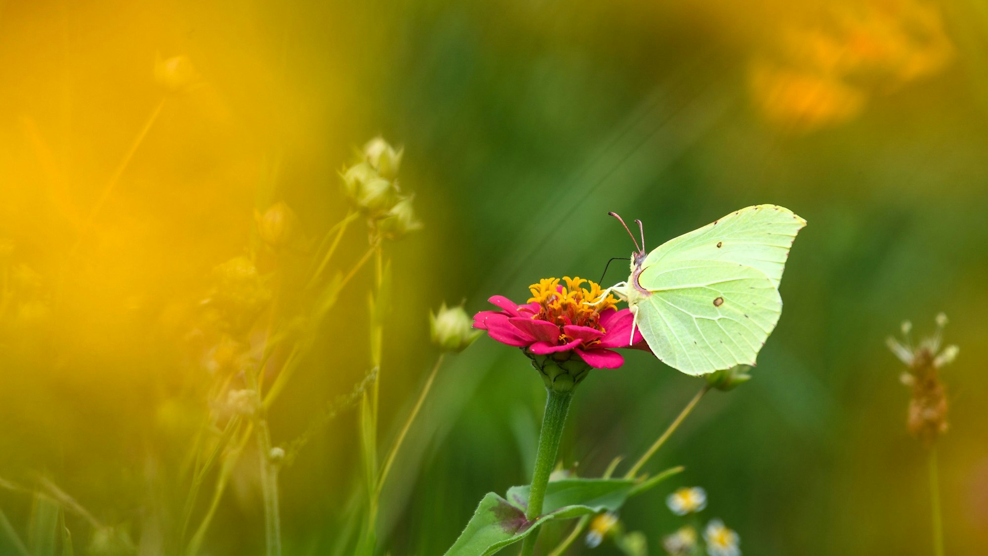 Ein Zitronenfalter setzt sich auf eine pink blühende Blume.