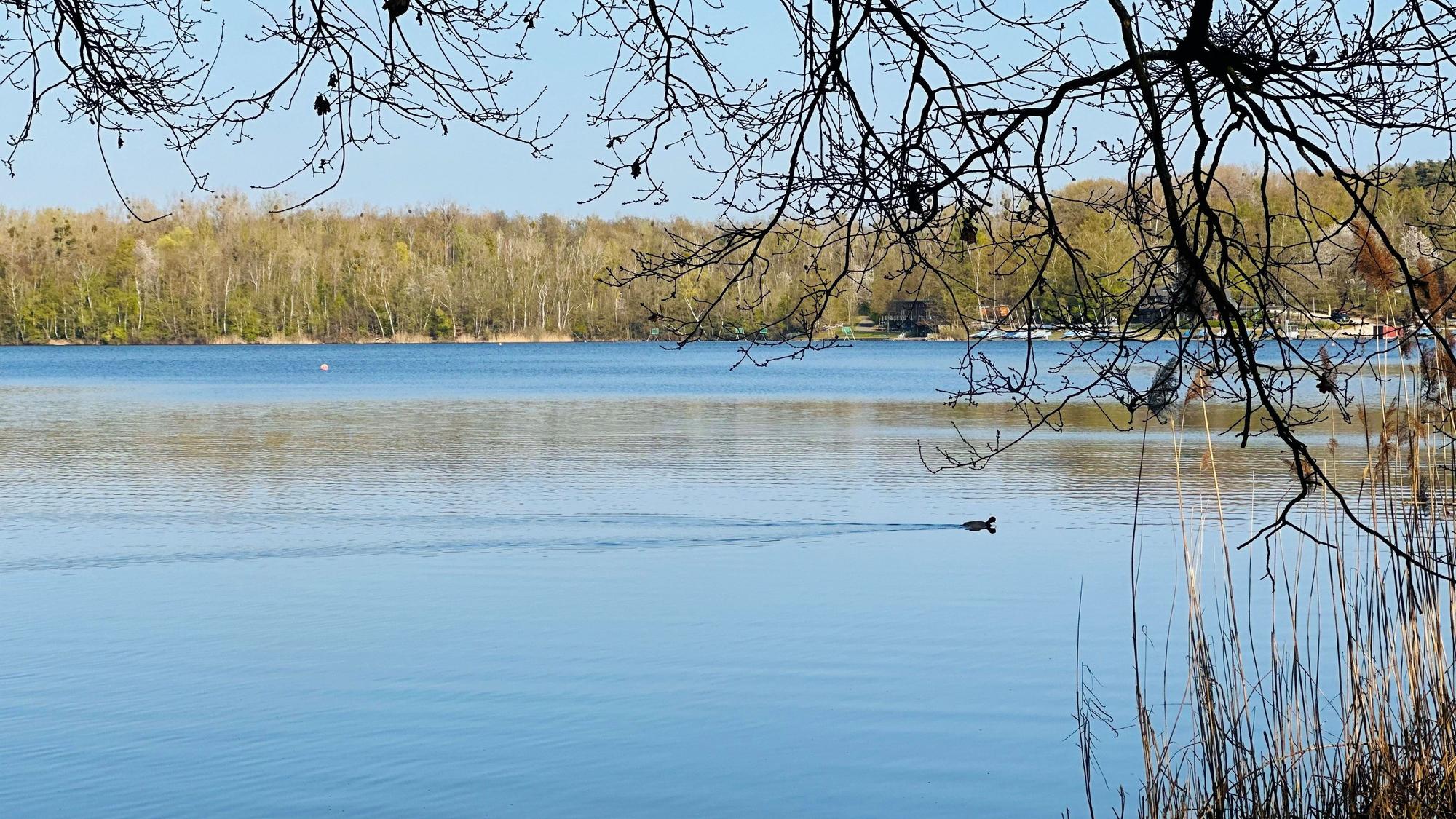 Zu sehen ist der Liblarer See, auf dem eine Ente schwimmt.