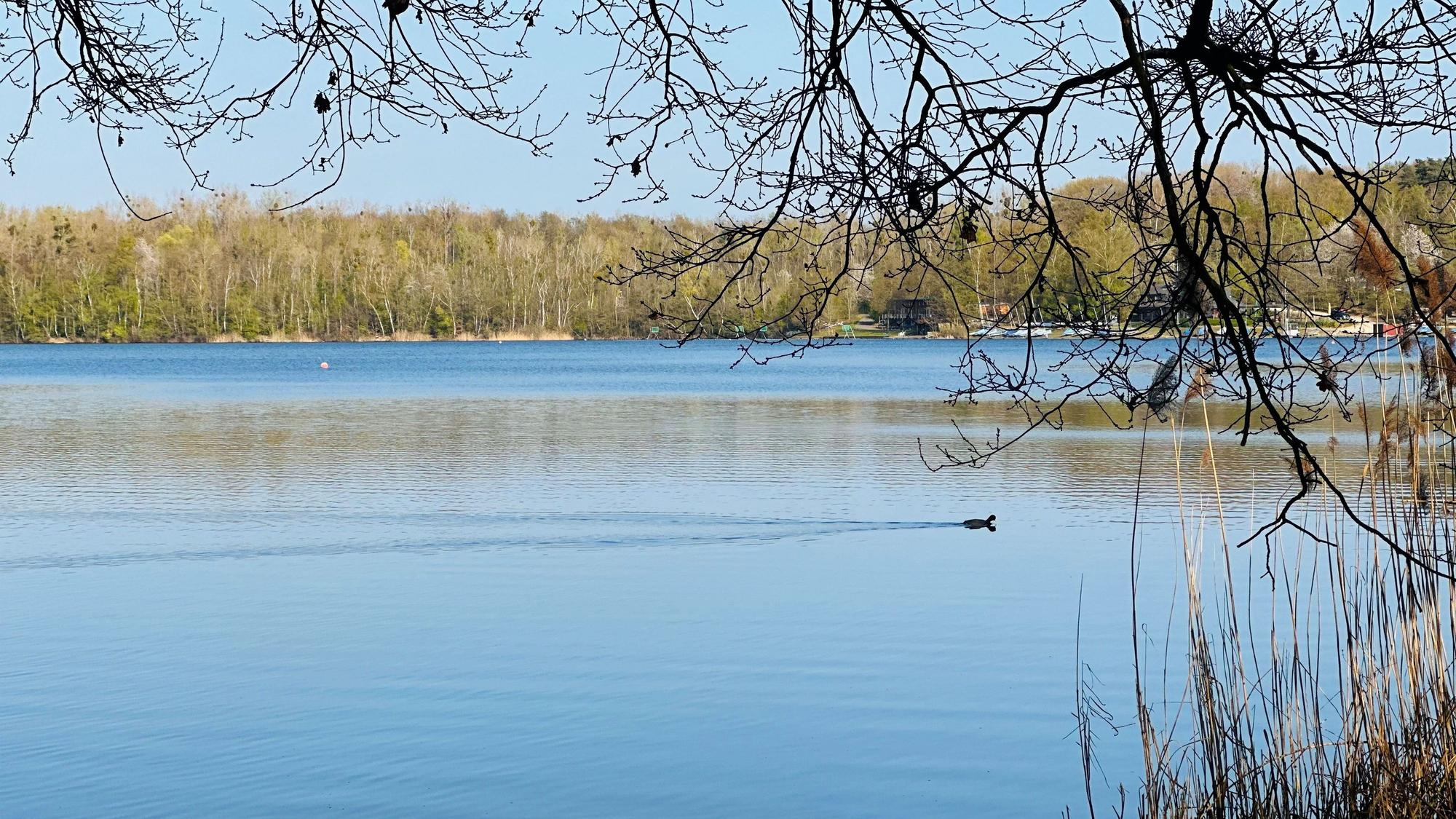 Zu sehen ist der Liblarer See, auf dem eine Ente schwimmt.