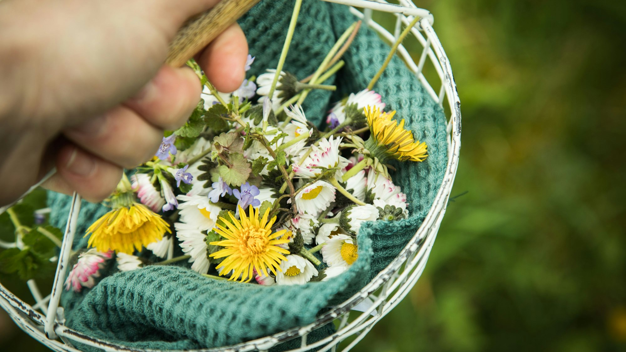 Wildkräuter-Mix aus der Region Köln.
