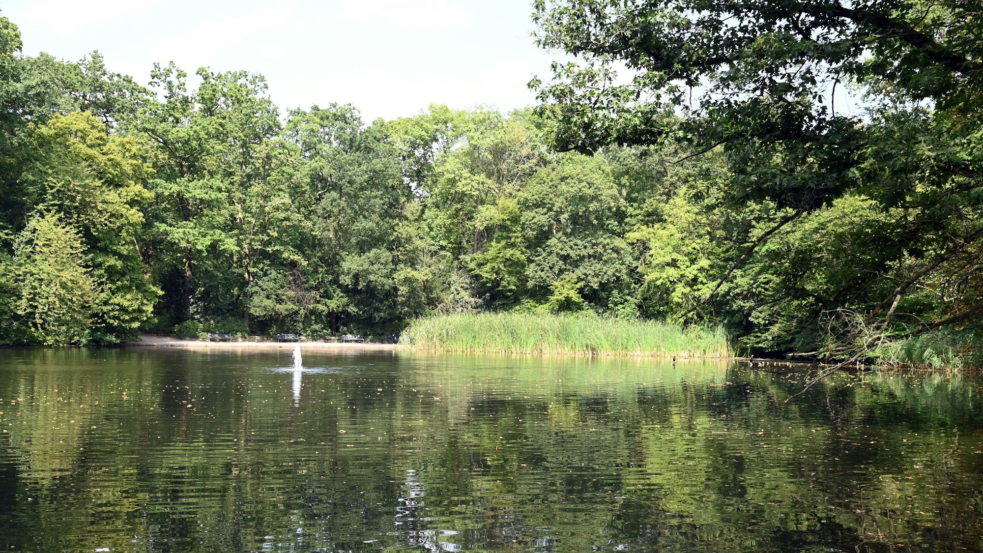 Der Stadtwaldweiher im Stadtwald