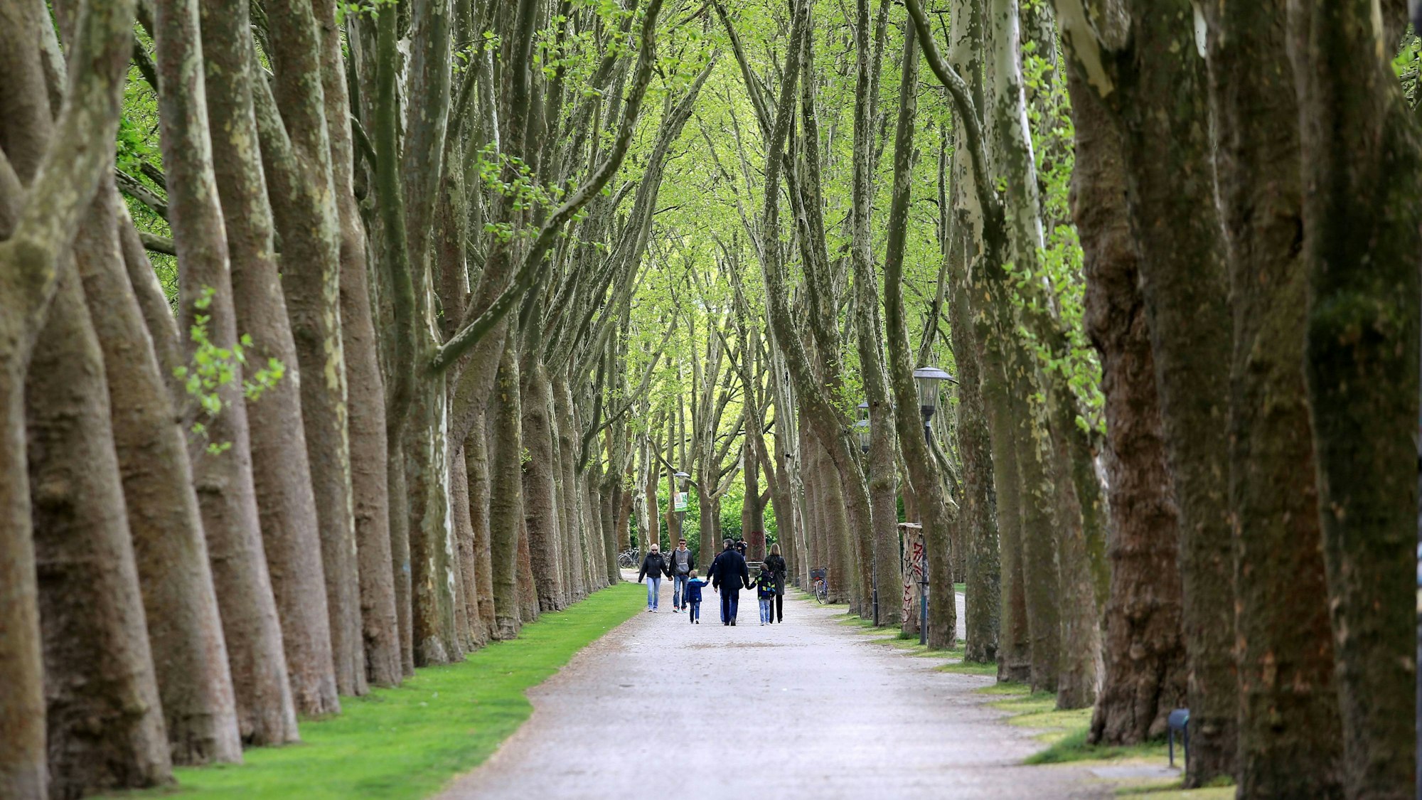 Der Kölner Grüngürtel. Hier am Alphons-Silbermann-Weg in der Nähe der Universität in Lindenthal.