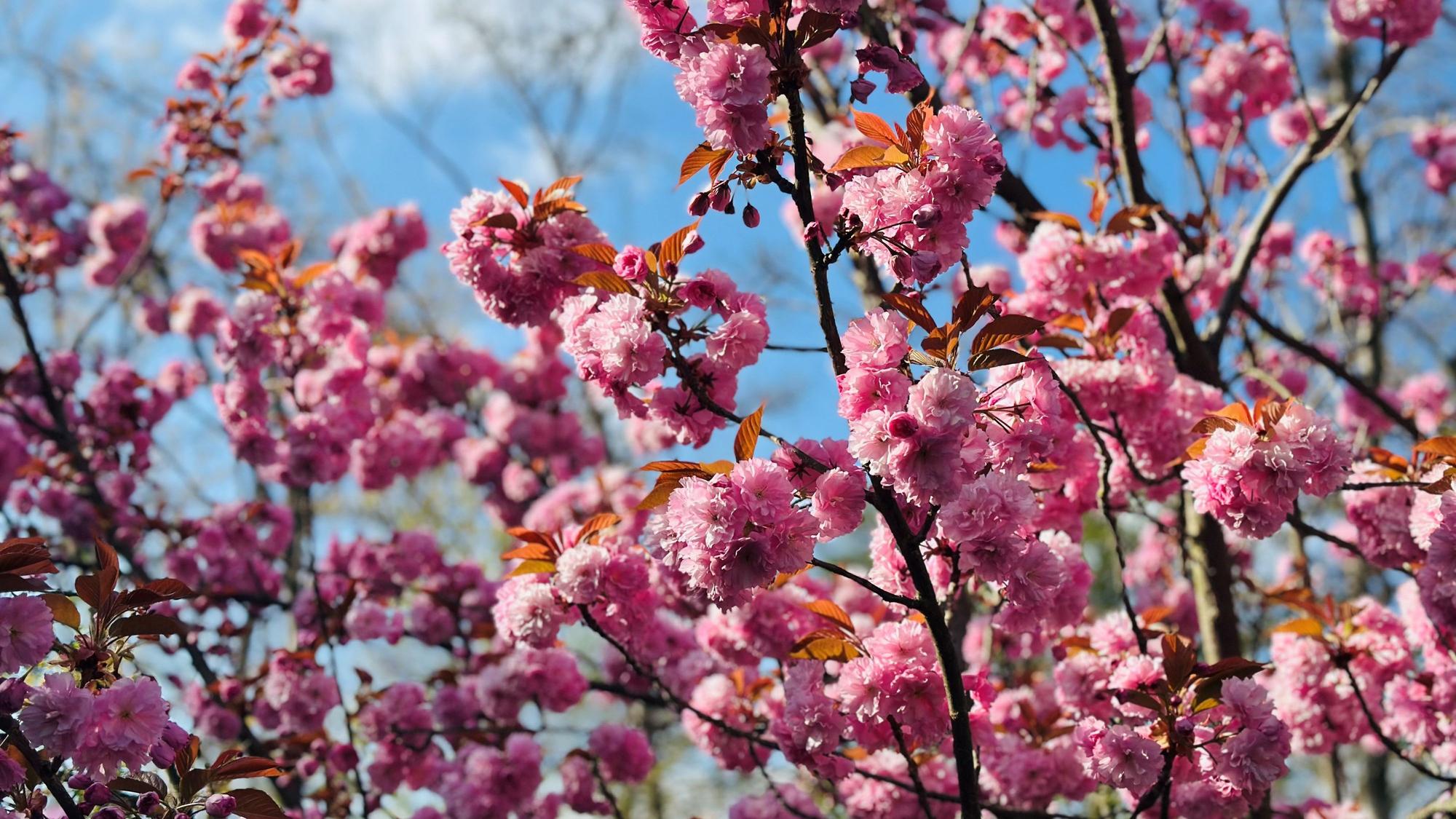 Zu sehen sind rosarot blühende Kirschblüten.