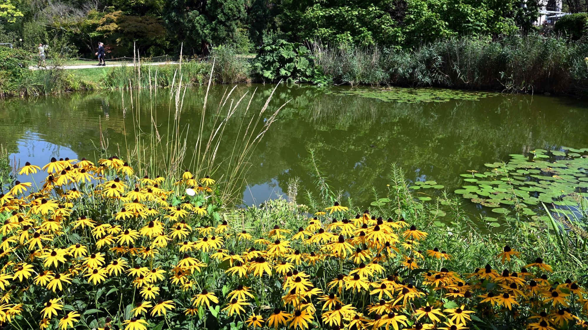 Der Floraweiher in der Flora.