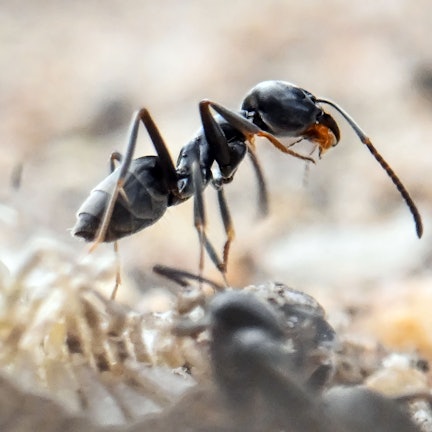 Die als invasiv geltende Ameisenart Tapinoma magnum bedroht jetzt auch die Infrastruktur in NRW.