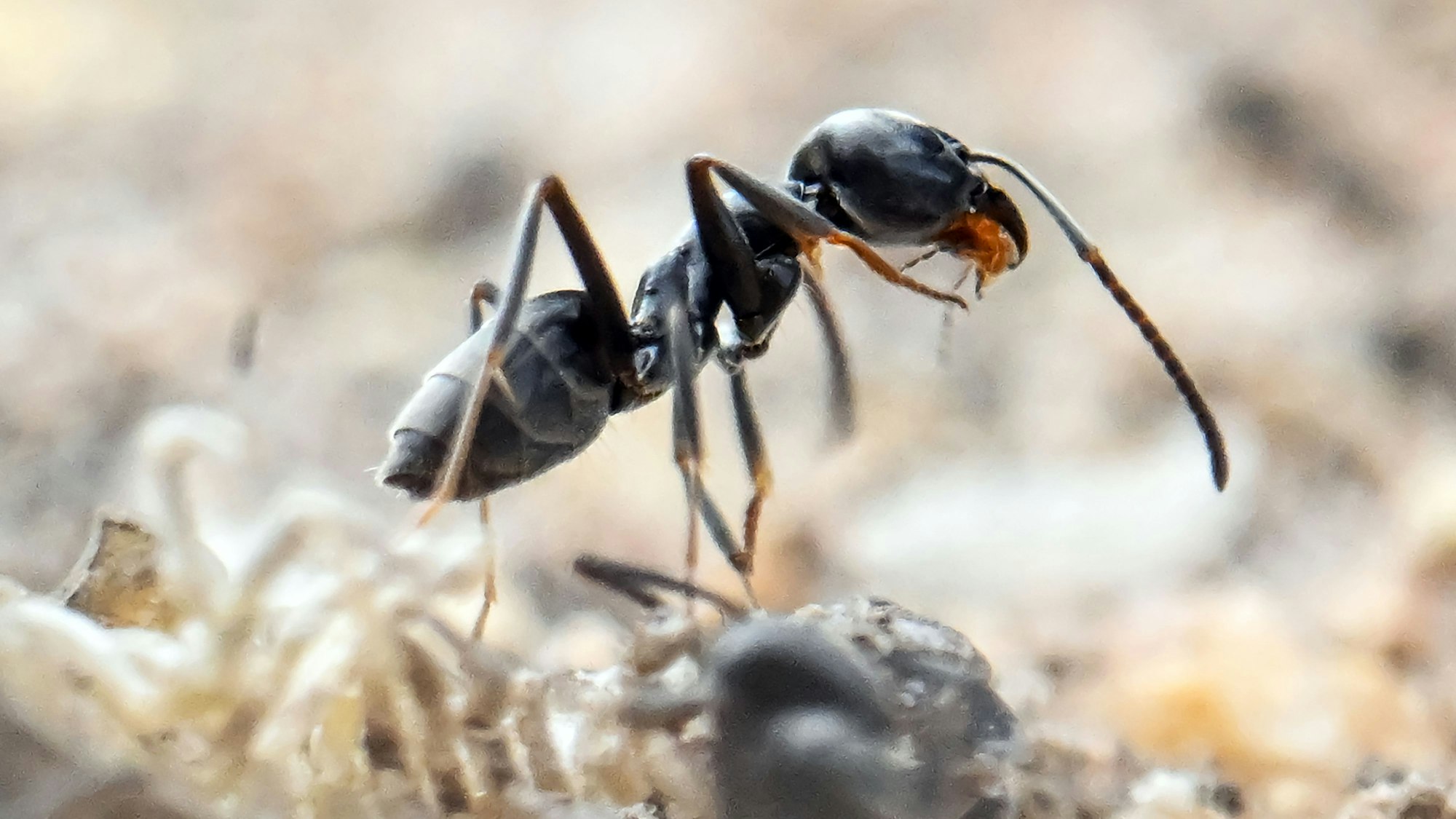 Die als invasiv geltende Ameisenart Tapinoma magnum bedroht jetzt auch die Infrastruktur in NRW.