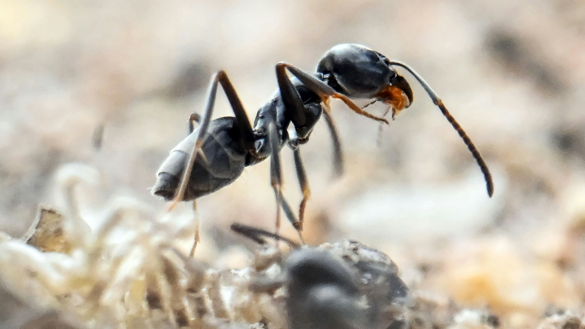 Die als invasiv geltende Ameisenart Tapinoma magnum bedroht jetzt auch die Infrastruktur in NRW.