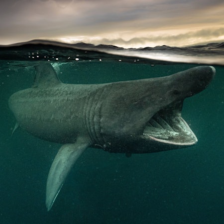 Ein Riesenhai öffnet sein Maul, um Plankton aus dem Meer zu filtern.