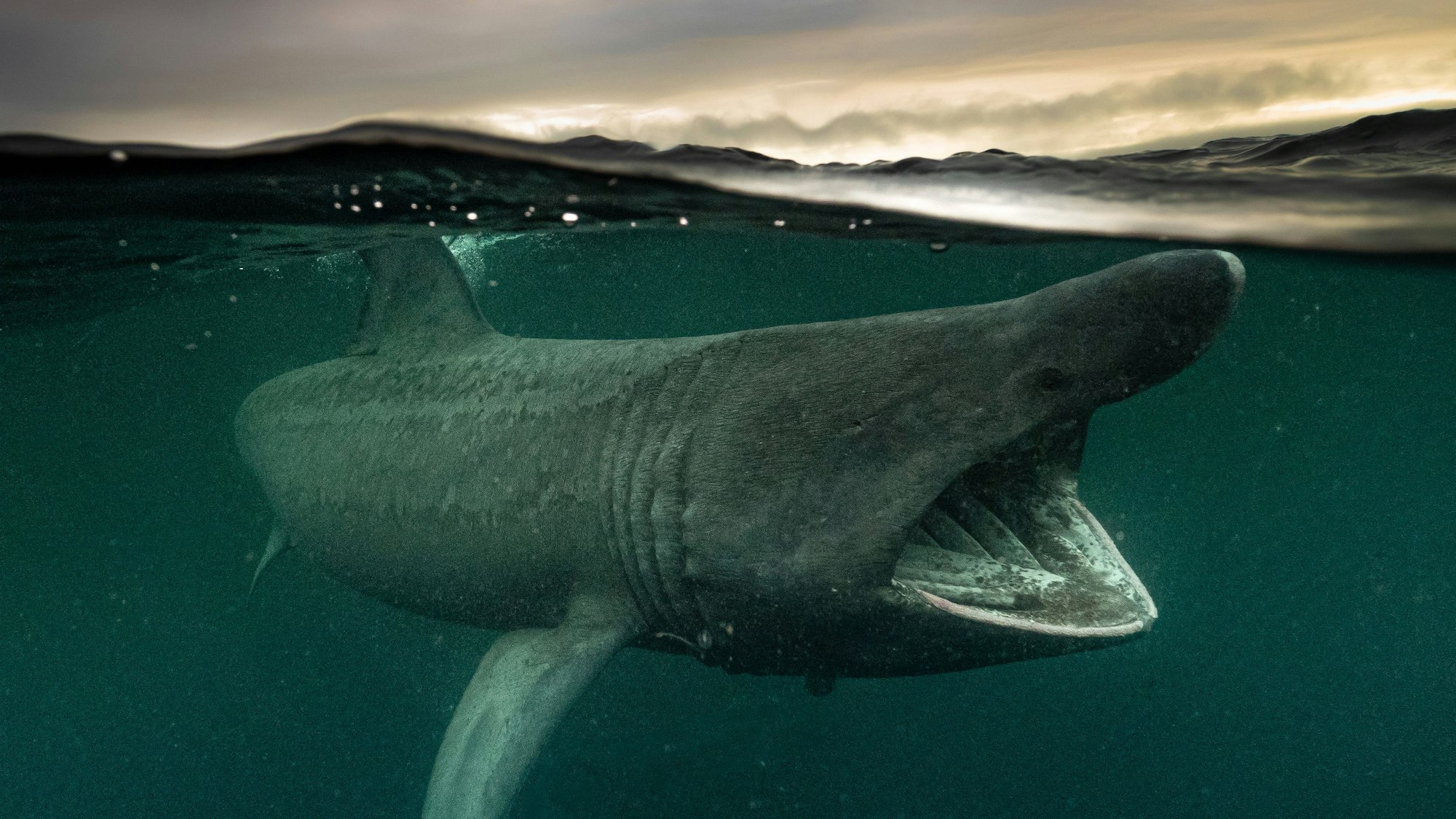 Ein Riesenhai öffnet sein Maul, um Plankton aus dem Meer zu filtern.