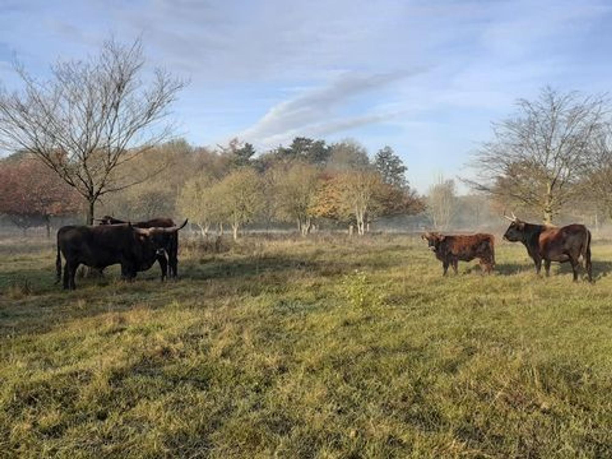Heckrinder auf einer Wiese.