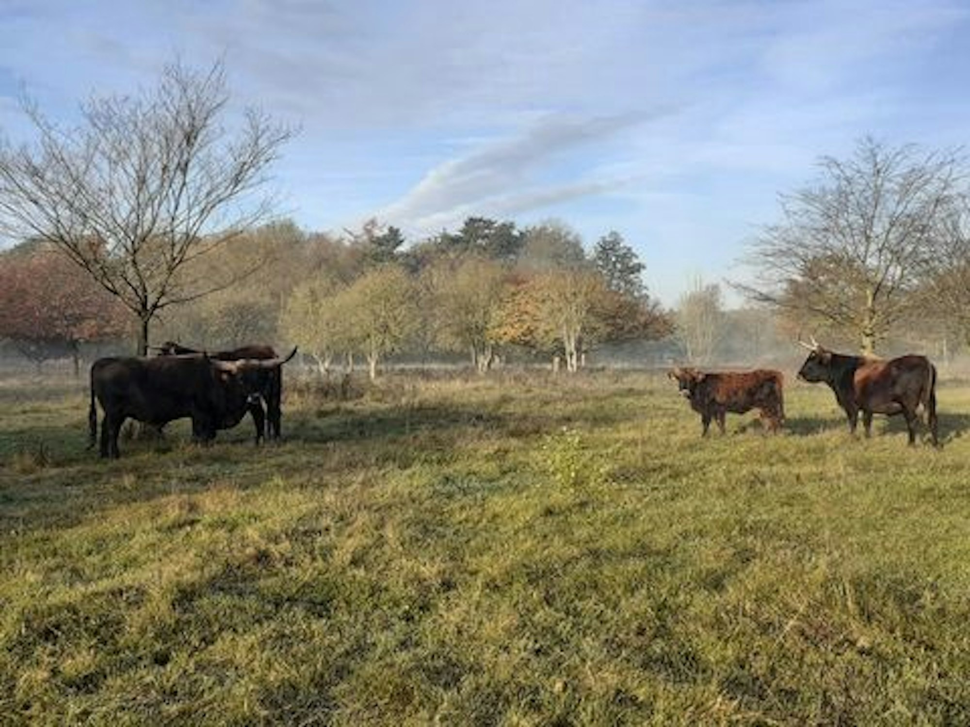 Heckrinder auf einer Wiese.