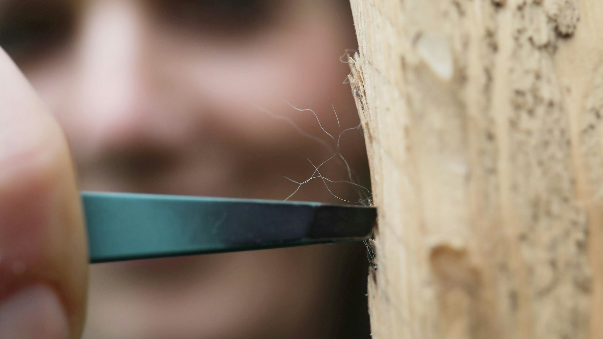 Eine Frau greift mit einer Pinzette nach feinen Haaren, die an einer Holzlatte klemmen.