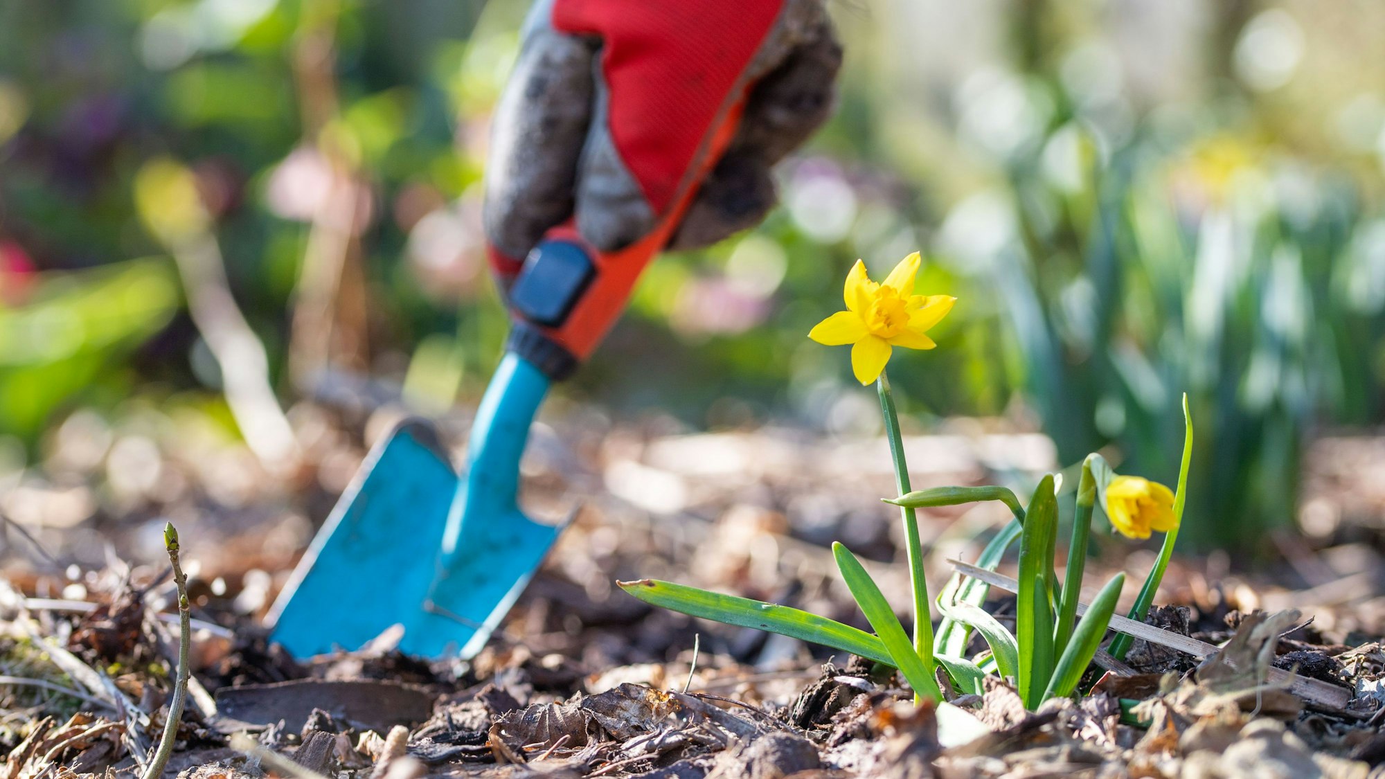 Jeweils für einen Sommer dürfen die Flächen zum gärtnern genutzt werden.