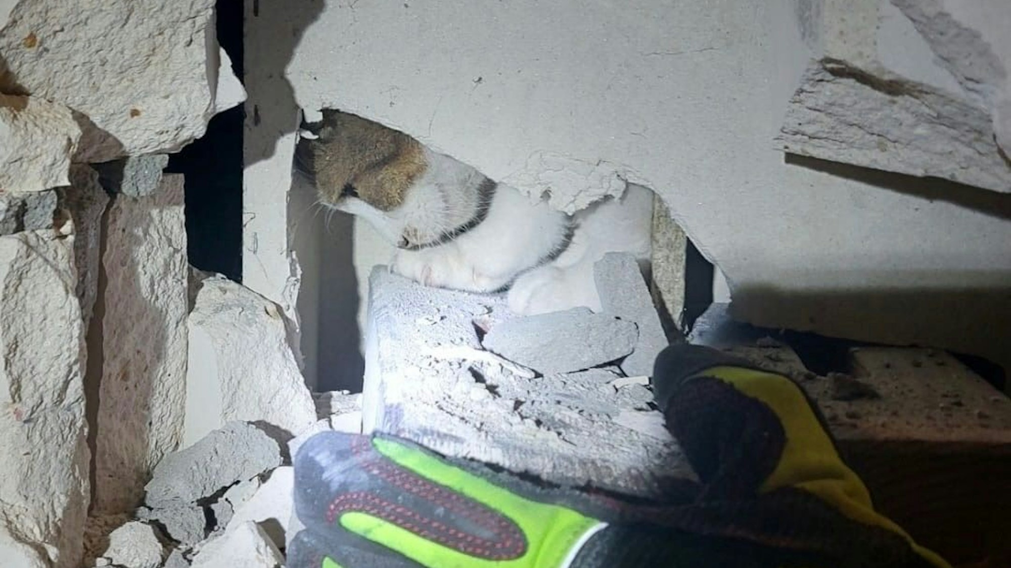 Katze Misha wird am 14.4.2025 in Ratingen aus einem Kaminschacht gerettet.