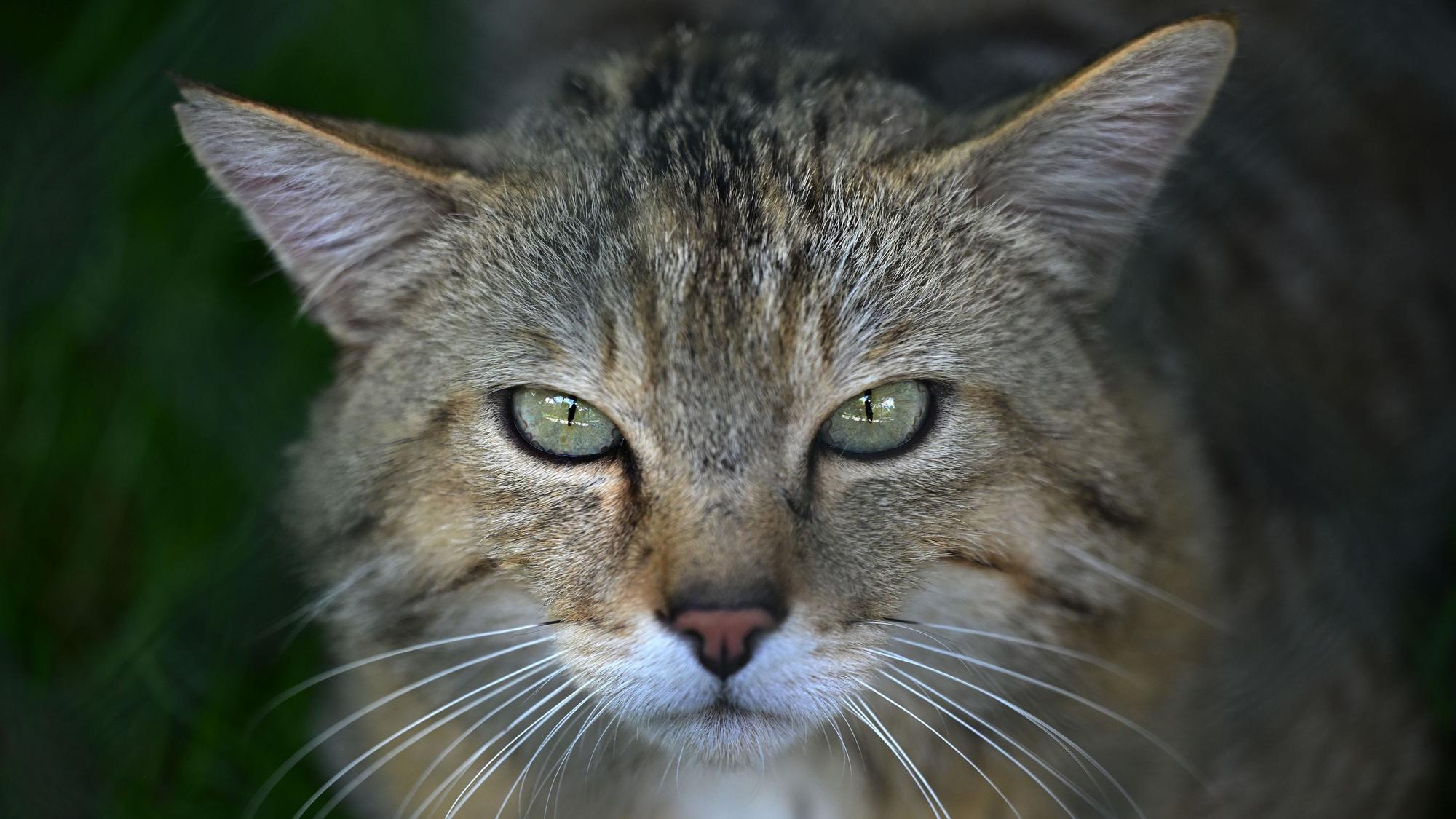 In den nordrhein-westfälischen Wäldern gibt es wieder rund 1000 Wildkatzen.