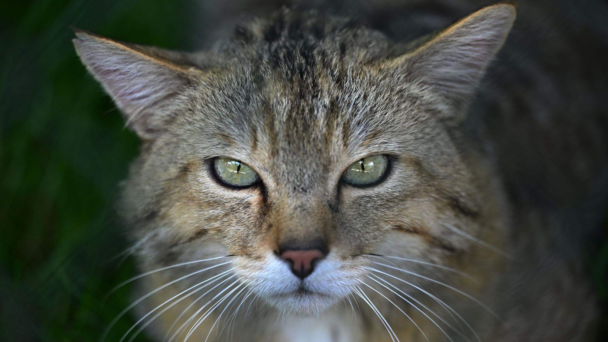 Das Gesicht einer Wildkatze.