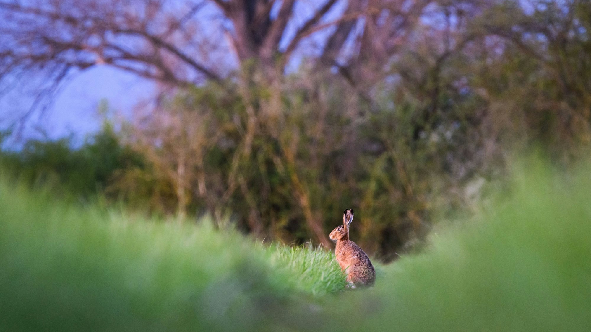 Ein Feldhase verweilt am frühen Morgen