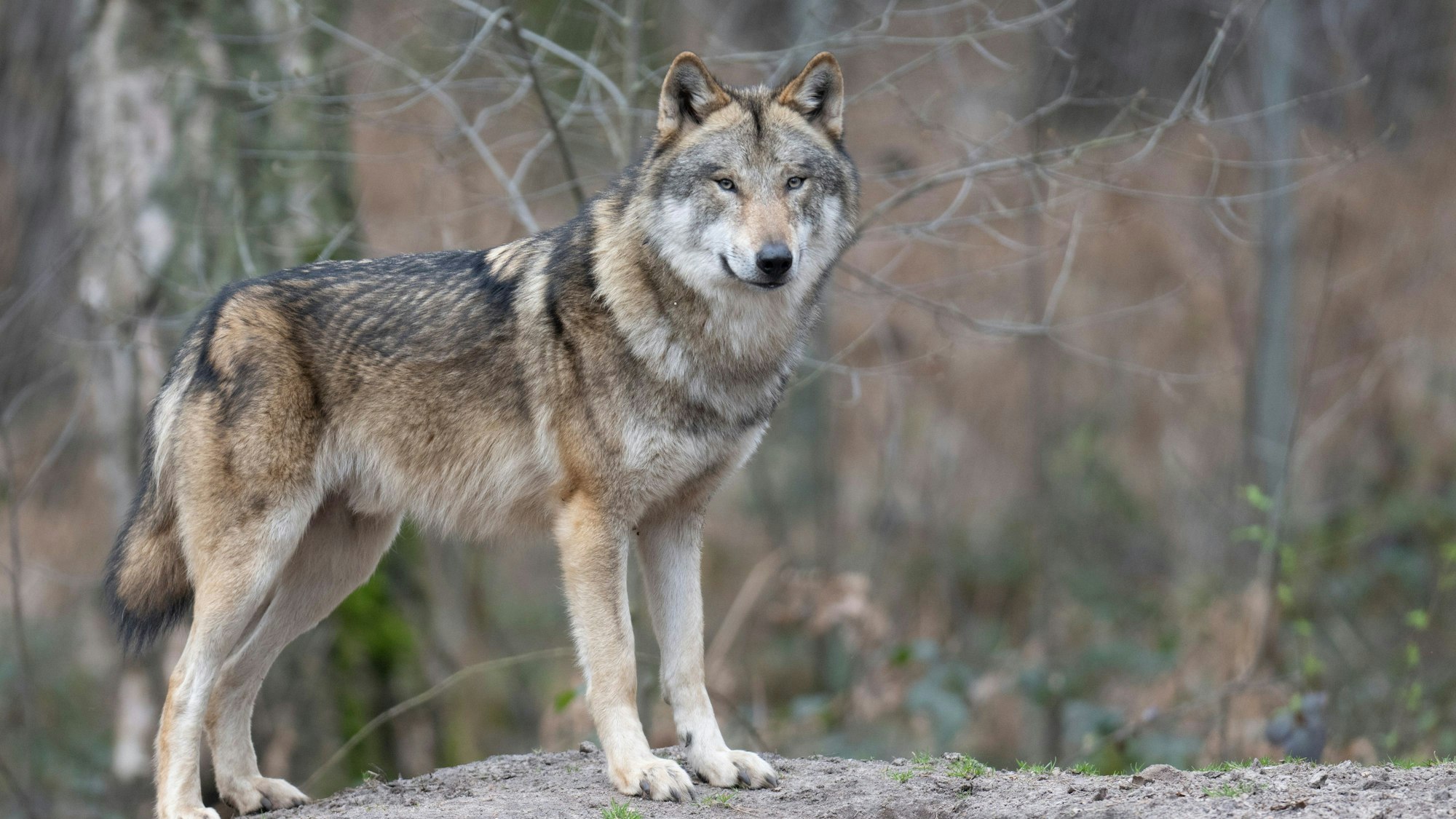 Ein Wolf steht in seinem Gehege in einem Tierpark.