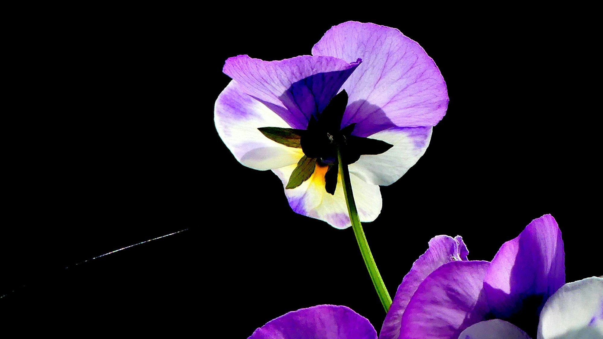 Eine Blüte fotografiert im Gegenlicht.