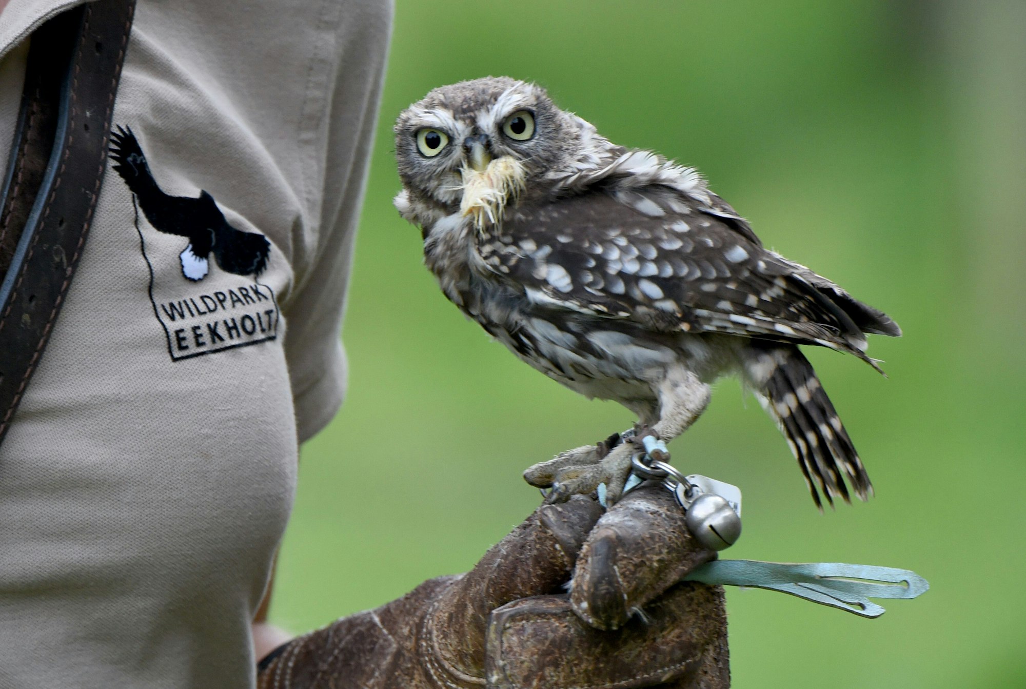 Der kleine Steinkauz "Maxi" sitzt am 26.08.2015 im Wildpark Eekholt bei Großenaspe (Schleswig-Holstein) während einer Flugvorführung auf dem Handschuh einer Falknerin. Am Wochenende feiert die Flugshow der Greifvögel und Eulen in dem Tierpark ihr 30-jähriges Bestehen. Foto: Carsten Rehder/dpa ++ +++ dpa-Bildfunk +++