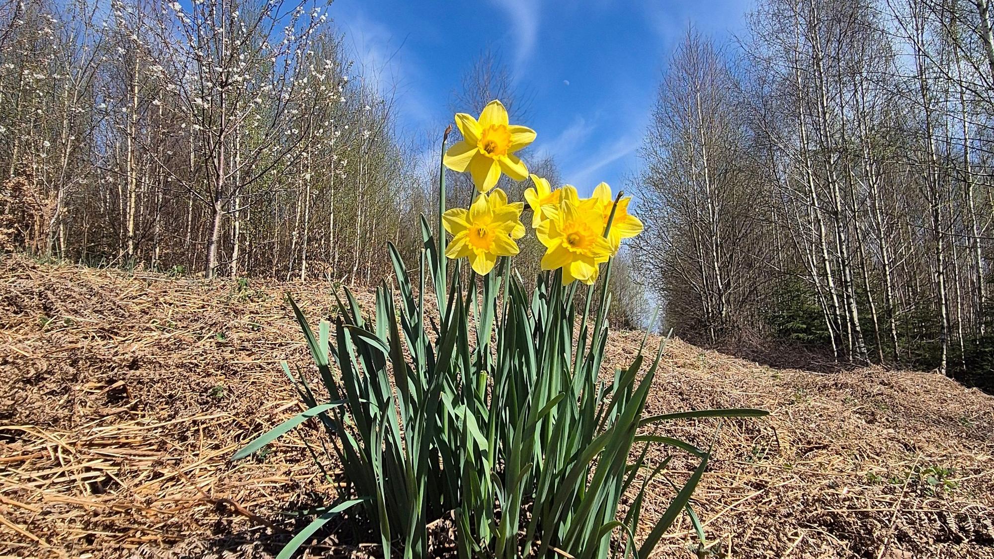 Osterglocken wachsen inmitten eines trockenen Waldbodens.