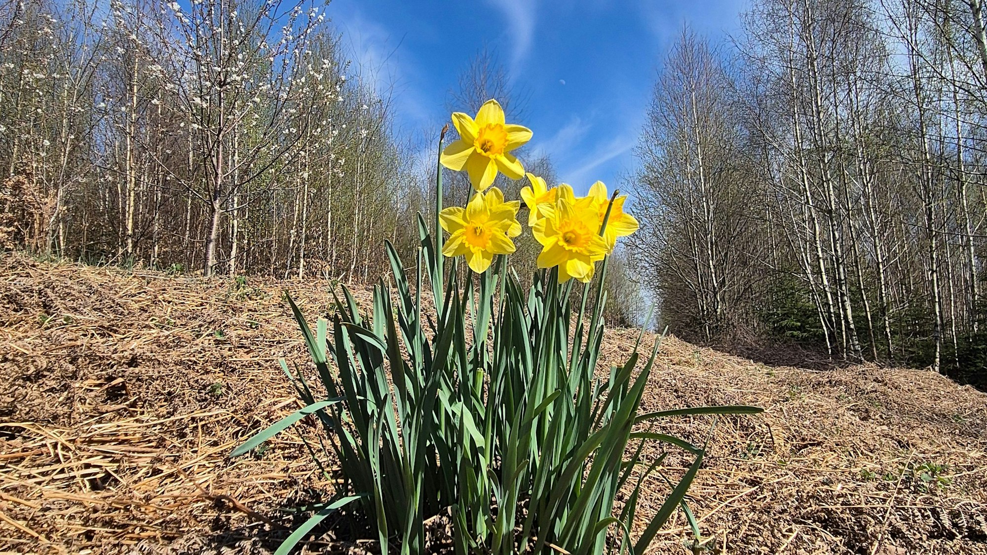Osterglocken wachsen inmitten eines trockenen Waldbodens.