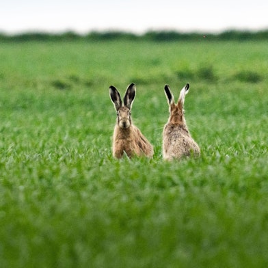 ARCHIV - 08.04.2023, Hessen, Frankfurt/Main: Drei Feldhasen sitzen auf einem Acker. (zu dpa: «Trockenes Frühjahr hilft Thüringens Feldhasen») Foto: Frank Rumpenhorst/dpa +++ dpa-Bildfunk +++