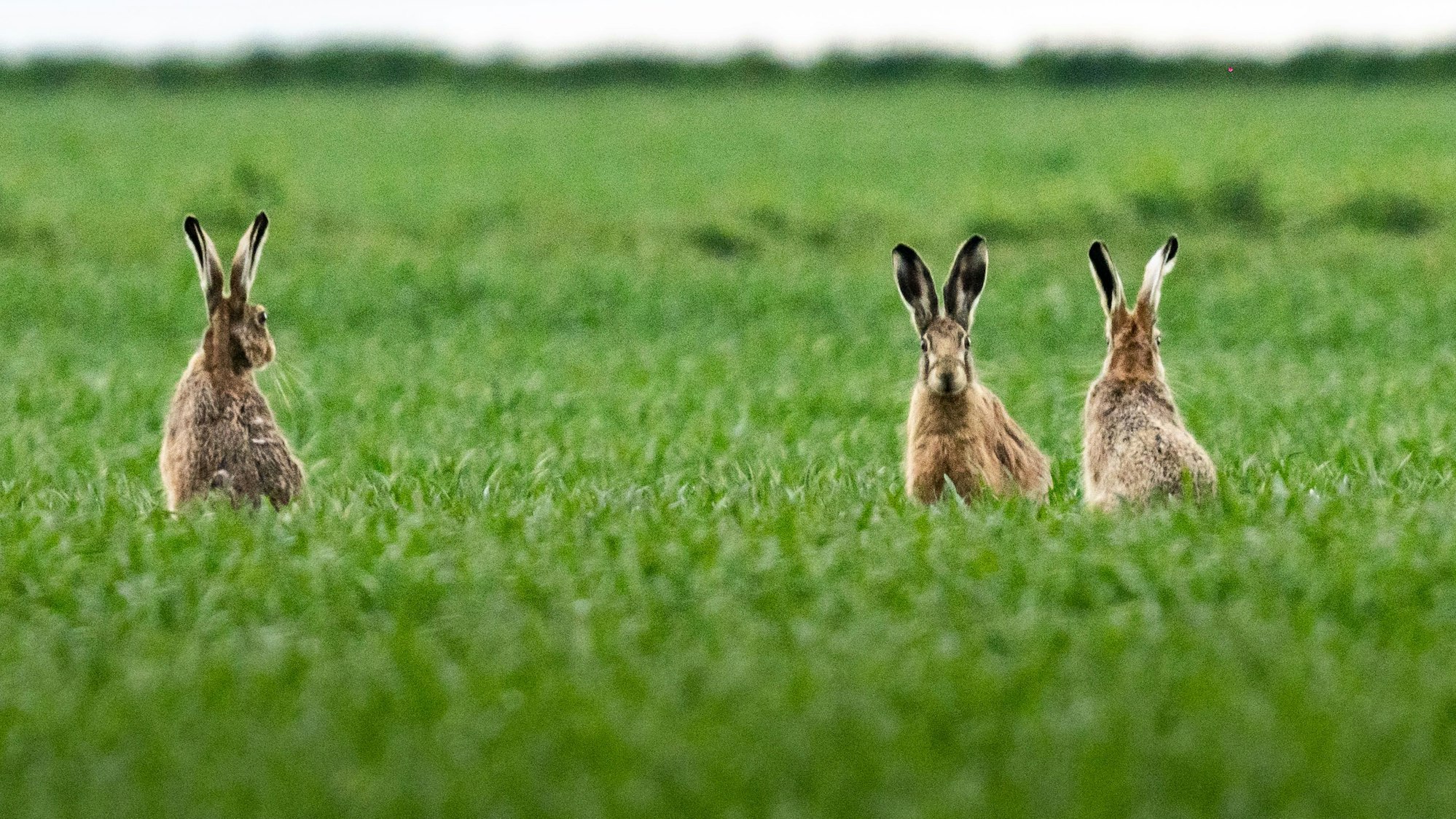 ARCHIV - 08.04.2023, Hessen, Frankfurt/Main: Drei Feldhasen sitzen auf einem Acker. (zu dpa: «Trockenes Frühjahr hilft Thüringens Feldhasen») Foto: Frank Rumpenhorst/dpa +++ dpa-Bildfunk +++