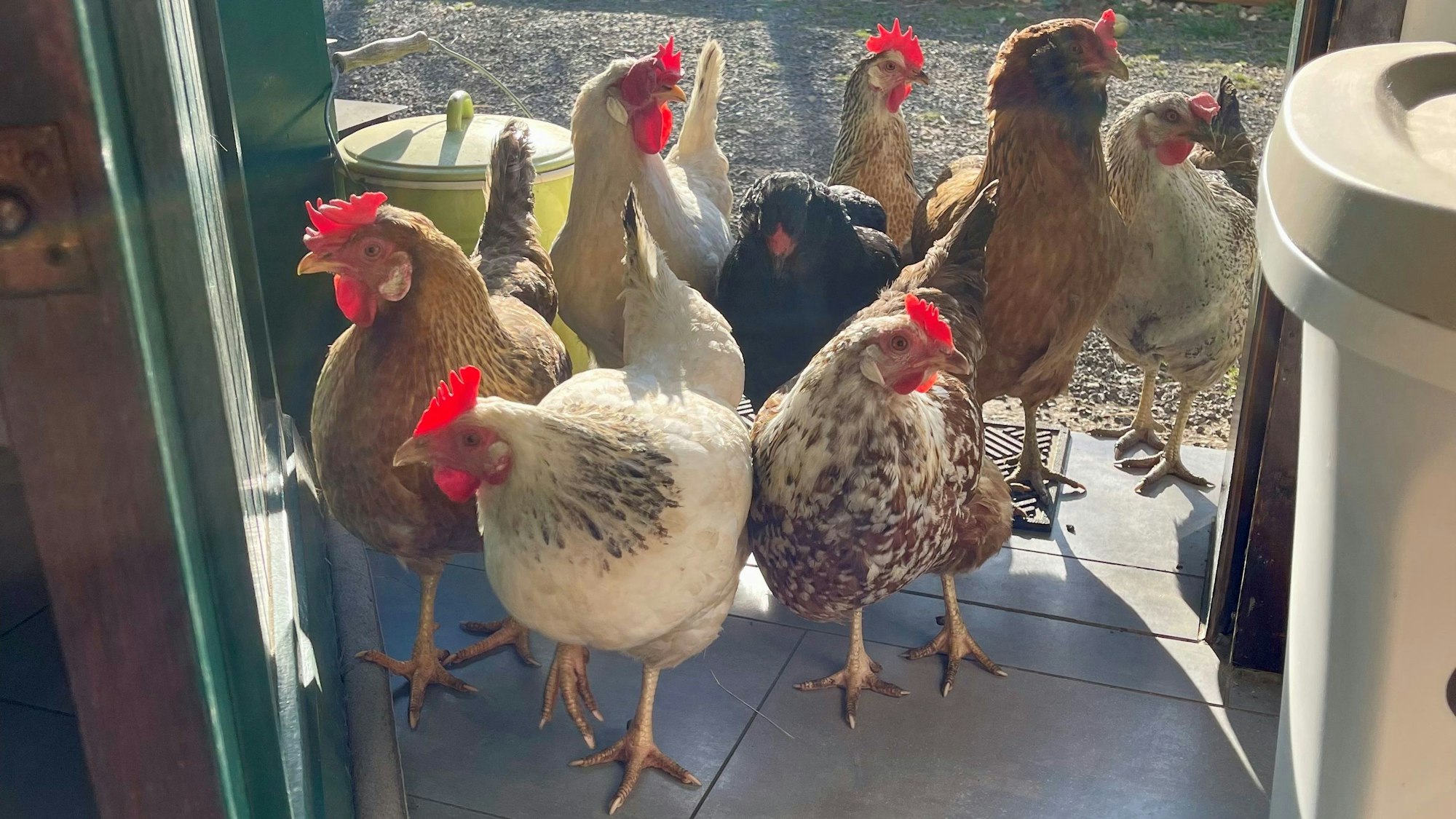 Küchentür auf, Hühner drin: Mit diesen tierischen Lebensmittelkontrolleuren muss man als Hühnerhalter rechnen...