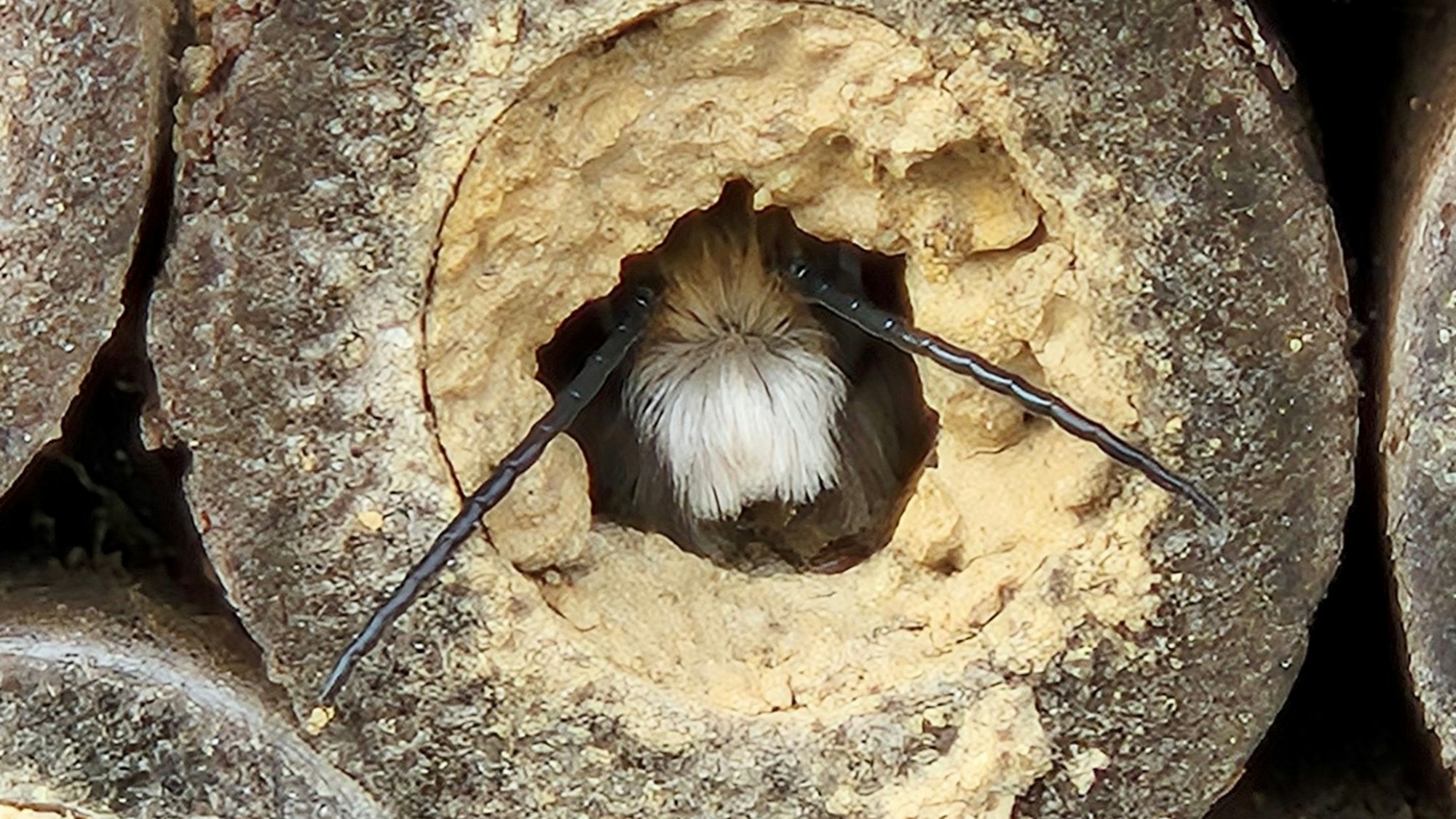 Eine gerade schlüpfende Mauerbiene in ihrem Insektenhotel in Waldbröl.