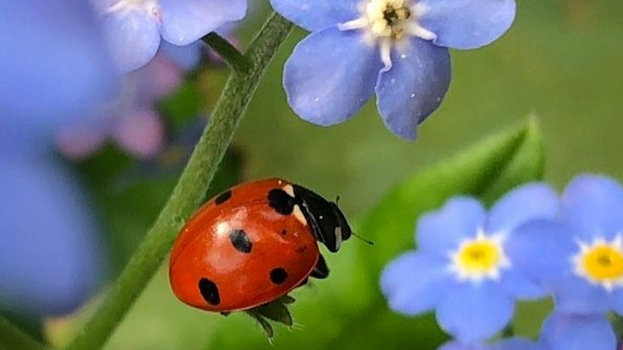 Ein Marienkäfer sitzt auf dem Stängel einer Blume.