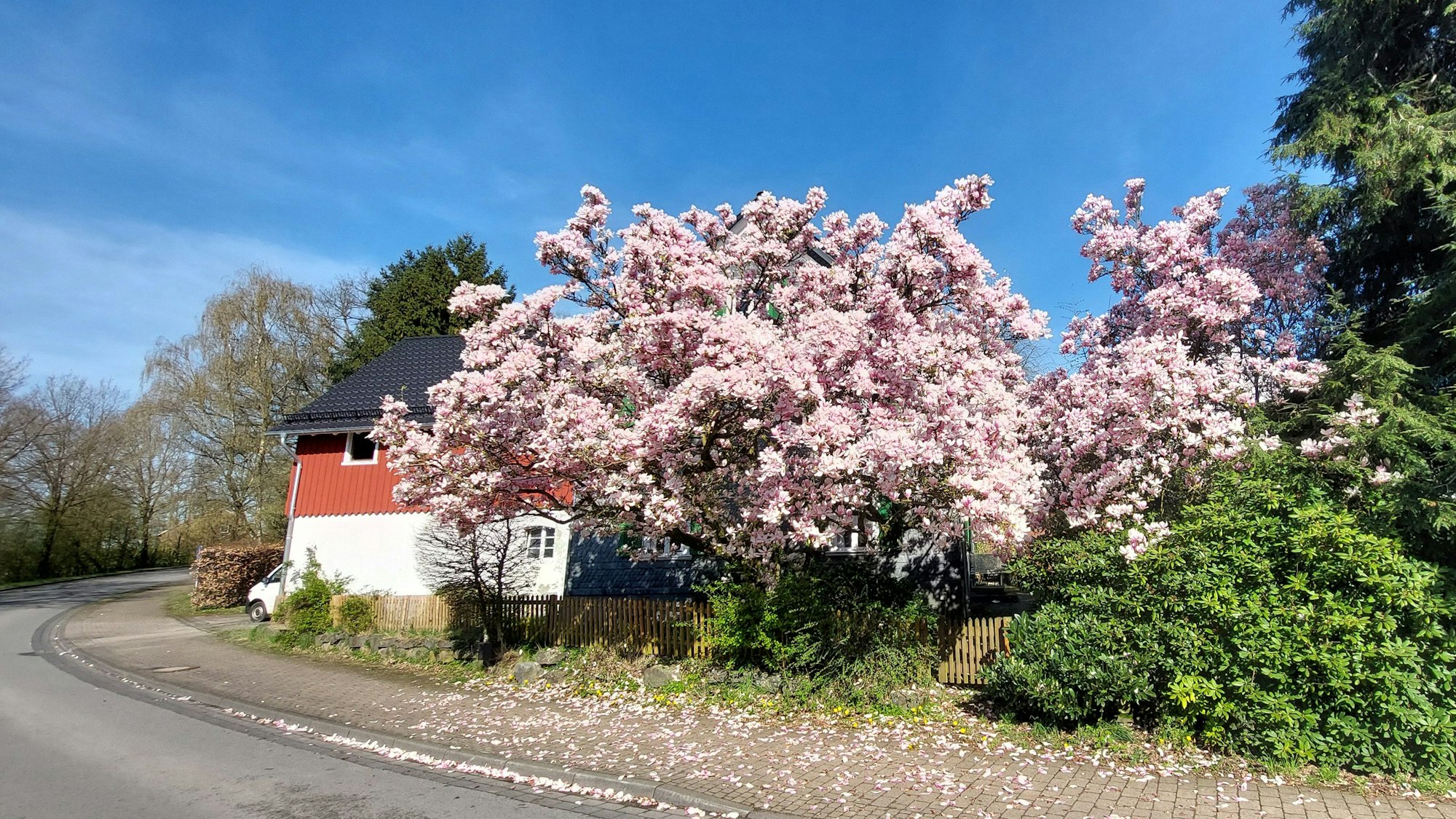 Ein Magnolienbaum in voller Blüte.