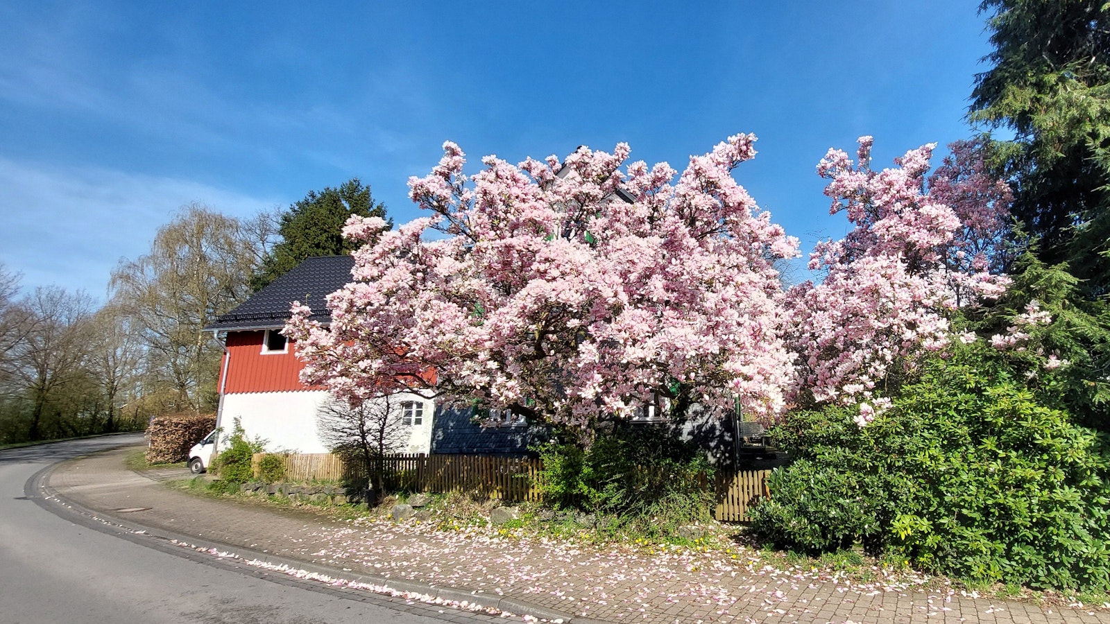 Ein Magnolienbaum in voller Blüte.