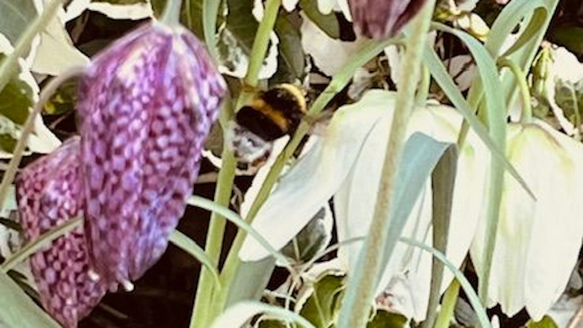 Schachettenblumen in der Nahaufnahme.