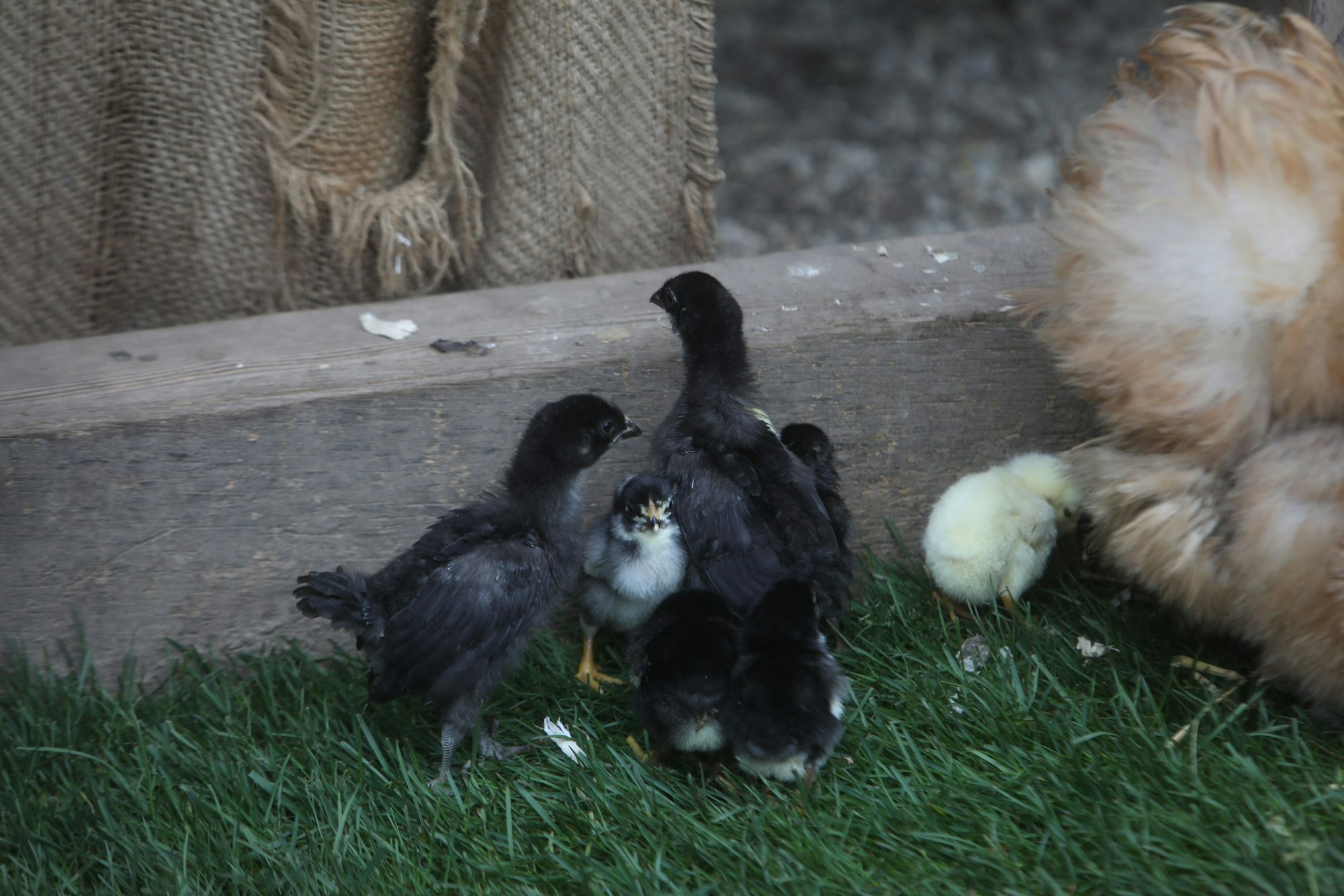 17.04.2025, Köln: Der Kölner Zoo eröffnet das Osterdorf Lampeshausen mit seinen Bewohnern Hase, Huhn und Kücken. Zudem und wird der Nachwuchs bei „Hennes IX.“ präsentiert, eine Deutsche Edelziegen. Foto: Arton Krasniqi