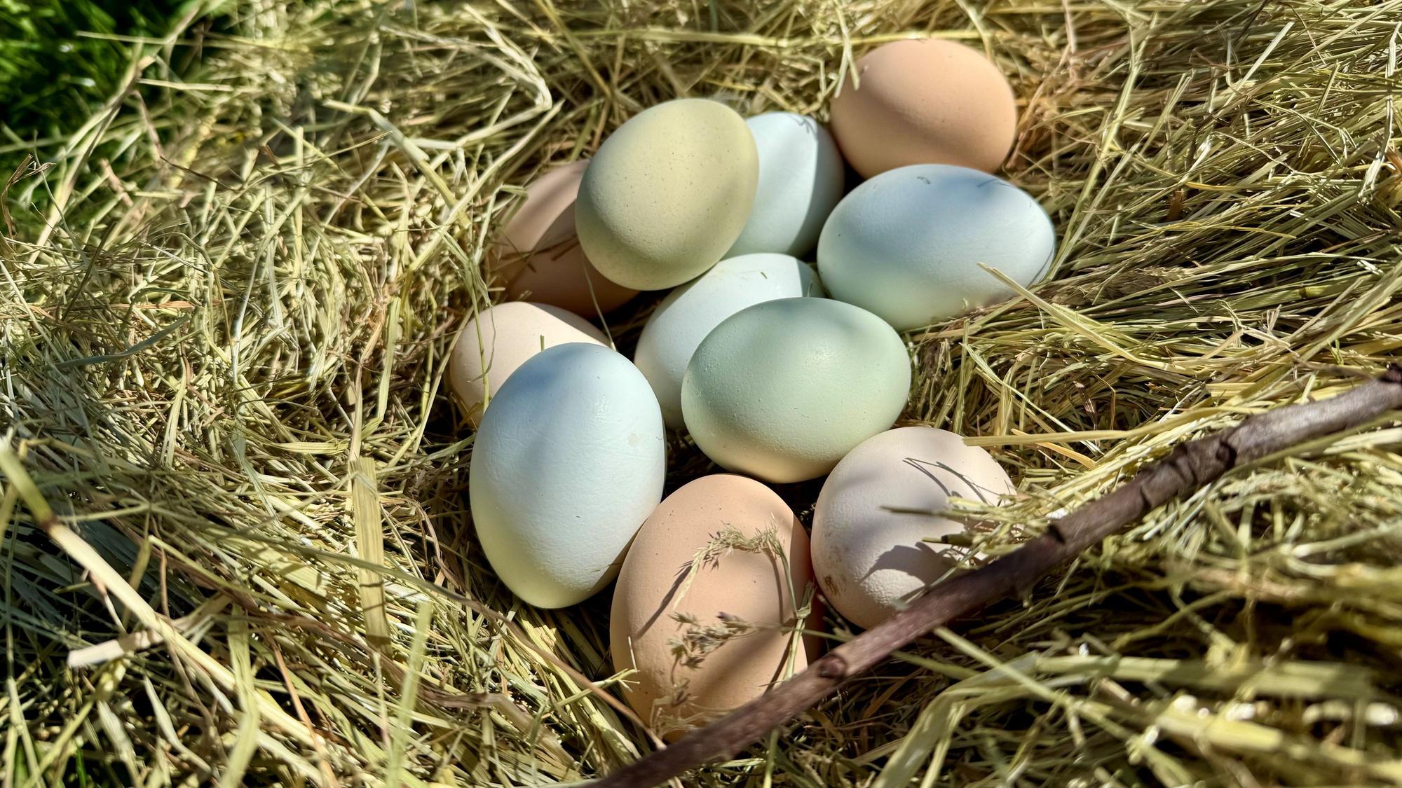Buntleger-Hühner: Damit ist jeden Tag Ostern im Eierkörbchen