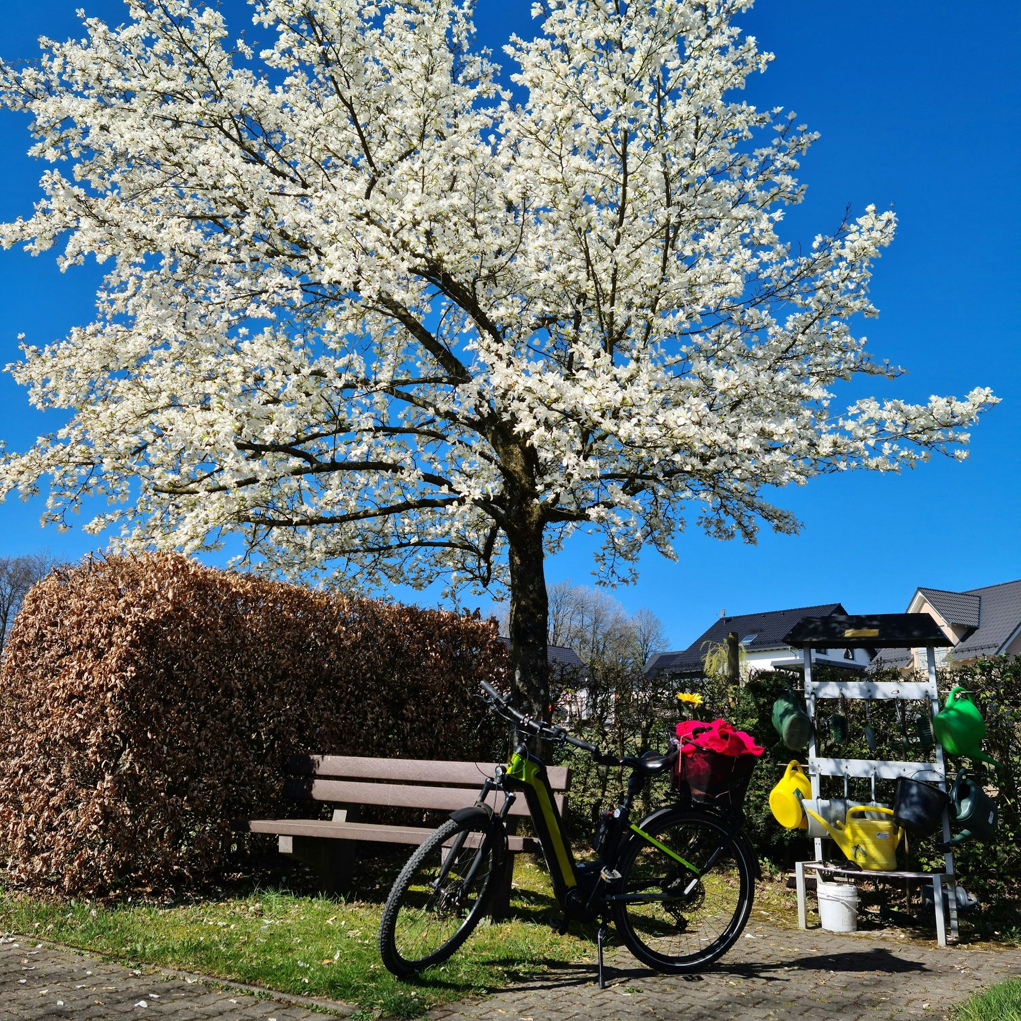 Ein Baum in der Blüte, darunter stehen eine Bank und ein Fahrrad.