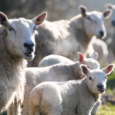In der Wahner Heide sind Schafe von einem Hund gejagt und schwer verletzt worden. Viele trächtige Muttertiere waren dabei.