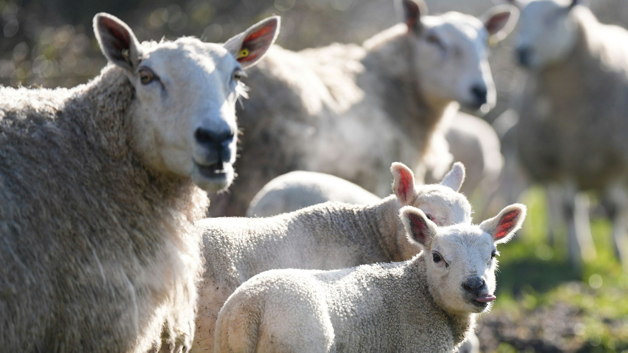 In der Wahner Heide sind Schafe von einem Hund gejagt und schwer verletzt worden. Viele trächtige Muttertiere waren dabei.