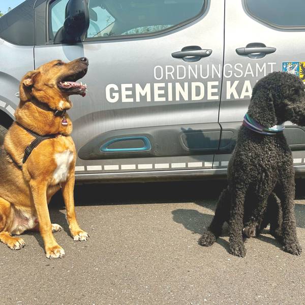 Zwei Hunde sitzen vor einem Fahrzeug des Ordnungsamts Kall.