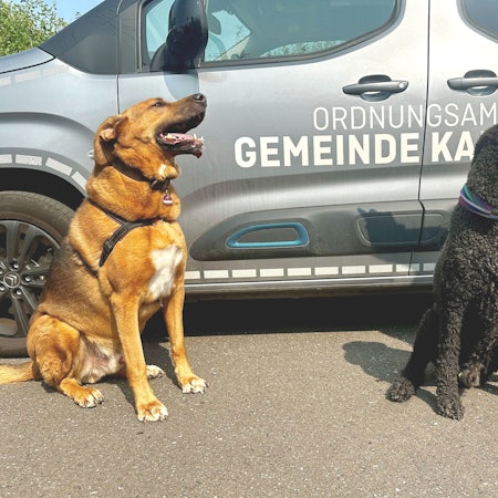 Zwei Hunde sitzen vor einem Fahrzeug des Ordnungsamts Kall.