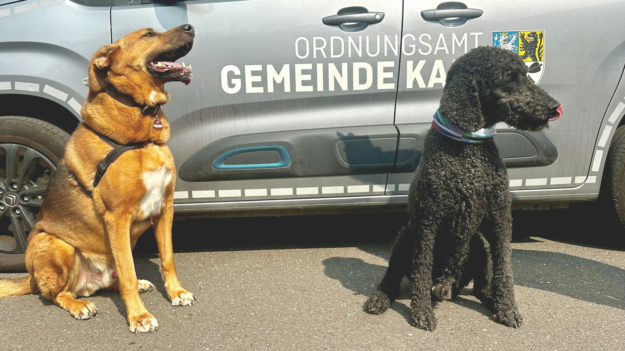 Zwei Hunde sitzen vor einem Fahrzeug des Ordnungsamts Kall.