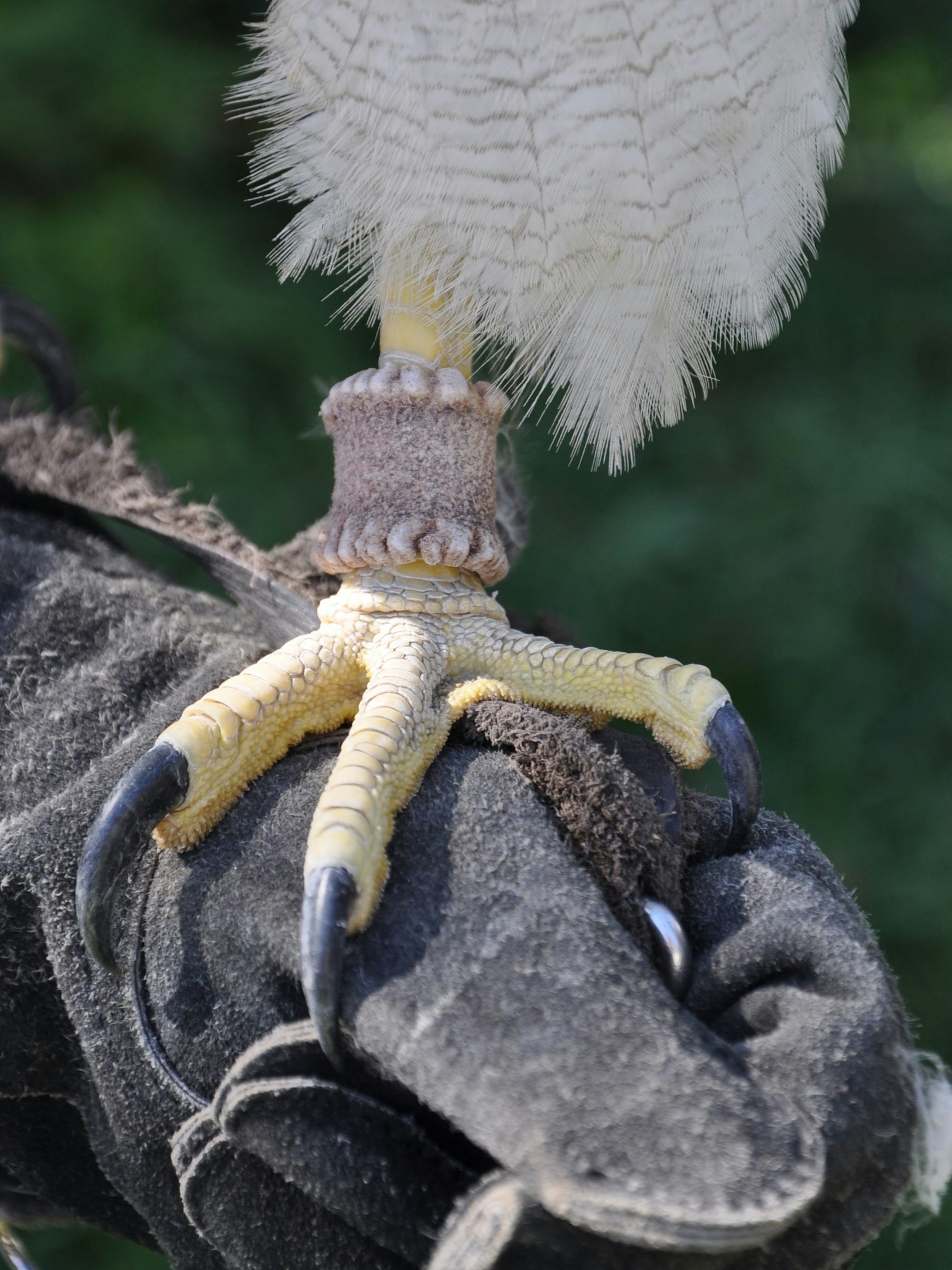 Das Bild zeigt Kordillerenadler Artemis, der seine starken Klauen und seinen scharfen Schnabel zeigt.