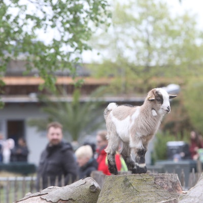 17.04.2025, Köln: Der Kölner Zoo eröffnet das Osterdorf Lampeshausen mit seinen Bewohnern Hase, Huhn und Kücken. Zudem und wird der Nachwuchs bei „Hennes IX.“ präsentiert, eine Deutsche Edelziegen. Foto: Arton Krasniqi