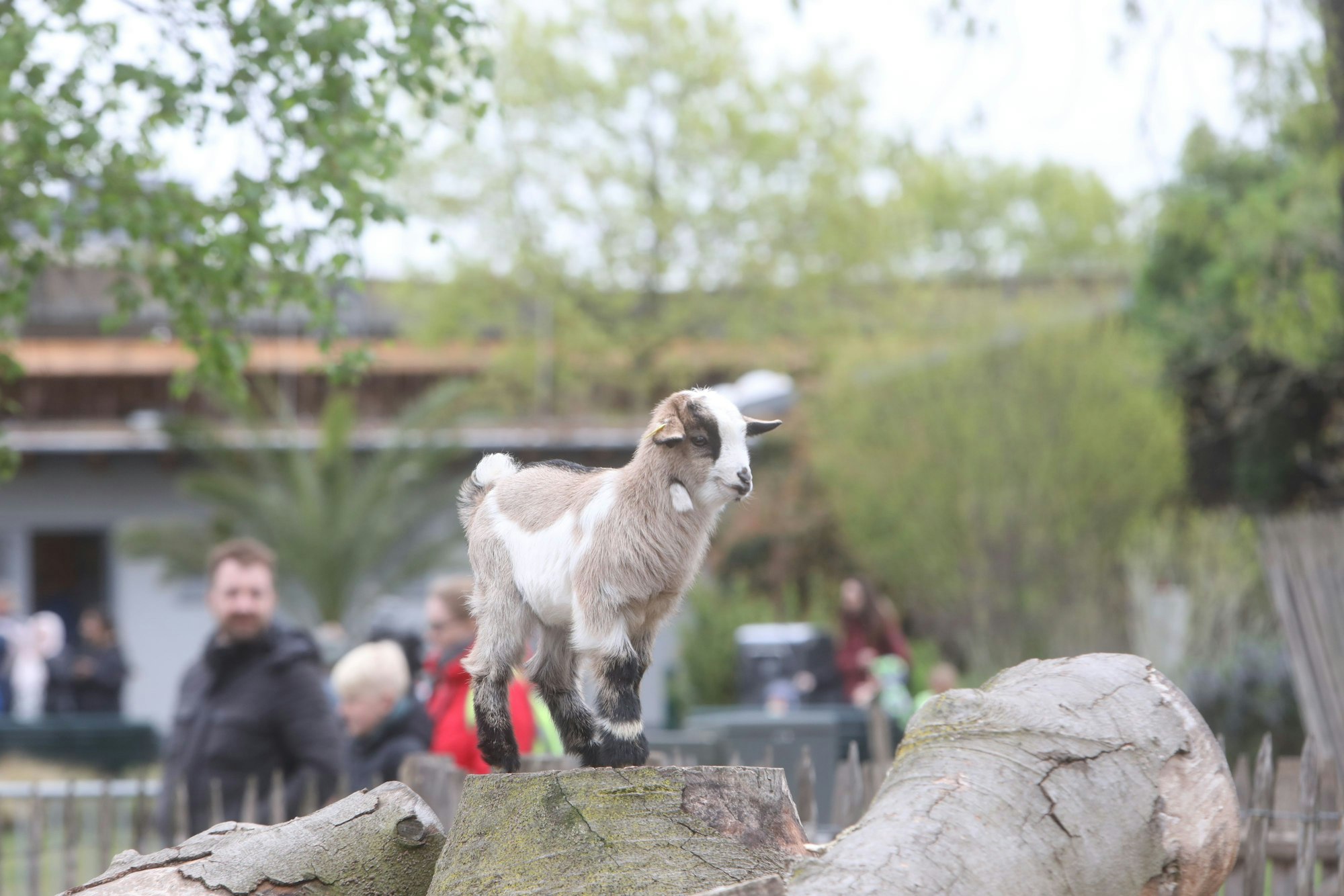 17.04.2025, Köln: Der Kölner Zoo eröffnet das Osterdorf Lampeshausen mit seinen Bewohnern Hase, Huhn und Kücken. Zudem und wird der Nachwuchs bei „Hennes IX.“ präsentiert, eine Deutsche Edelziegen. Foto: Arton Krasniqi