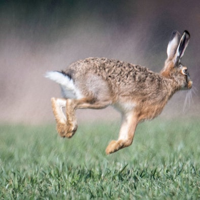 Ein Feldhase läuft über ein Feld.