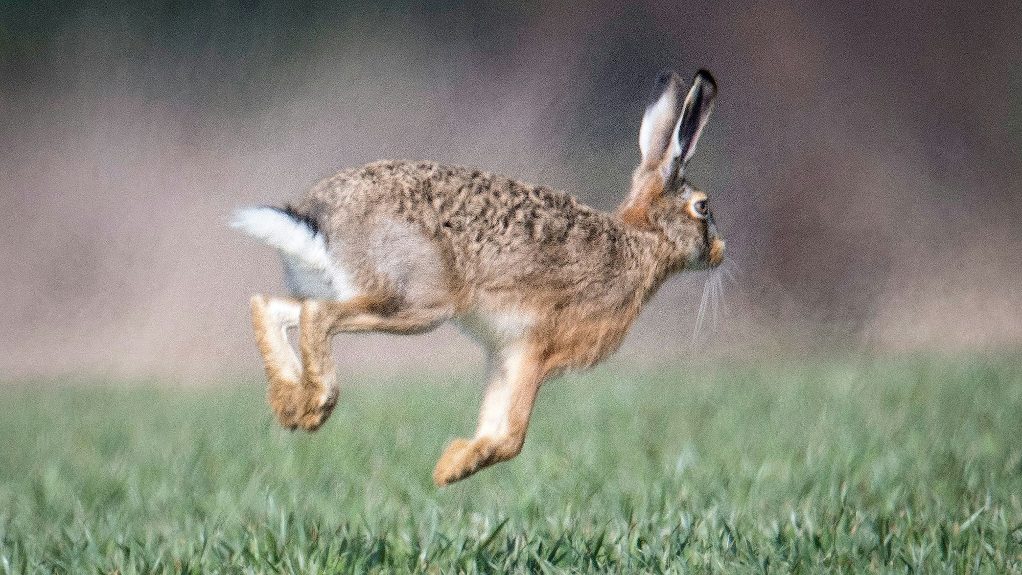 Ein Feldhase läuft über ein Feld.