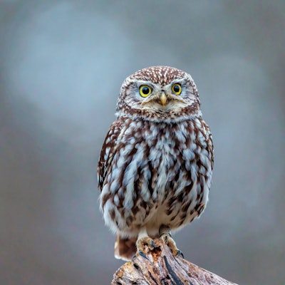 Der Steinkauz gilt als gefährdet, er findet keine geeigneten Nistplätze mehr.