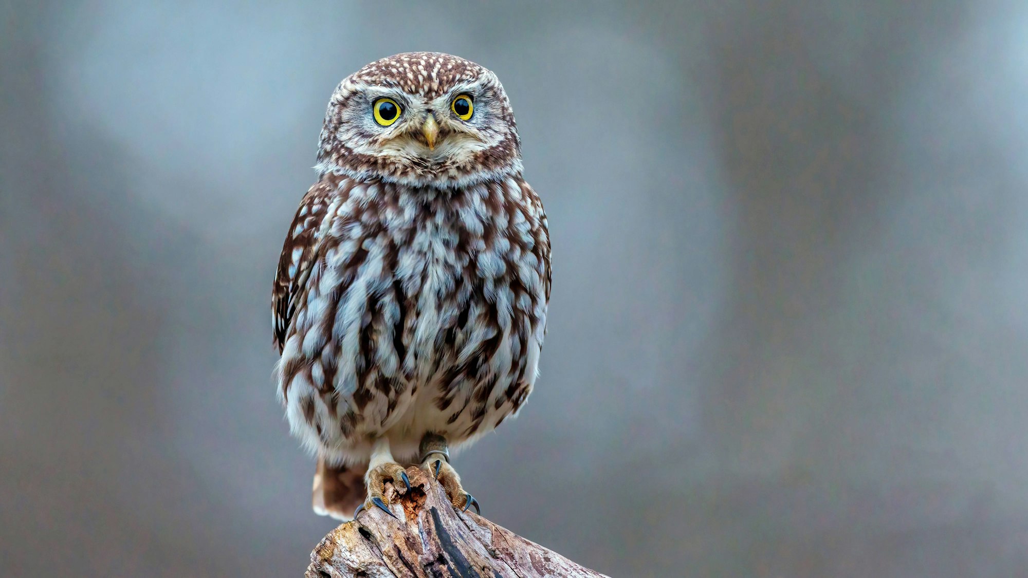 Der Steinkauz gilt als gefährdet, er findet keine geeigneten Nistplätze mehr.